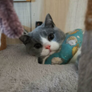 我是一隻小菜雞