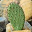 Prickly Pear