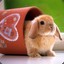 Cute Little Bunny