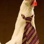 hen in a tie