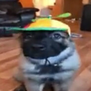 Fat, Single, No Job, Need GF