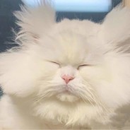 锤爆你的肱二头