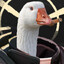 Generic Goose