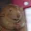 Silly rat