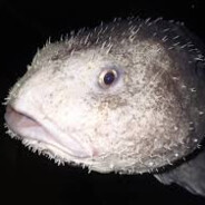 Batatadocuazul