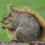 chonky squirrel