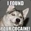 DogOnCocaine