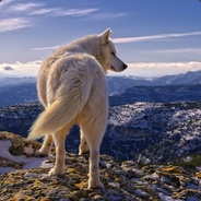 Arnold -(LuPuS SoLuS)-