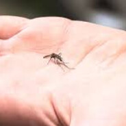 IZVINI MOI KOMAR PULEN UROD