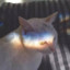 catnip