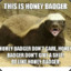 Honey Badger