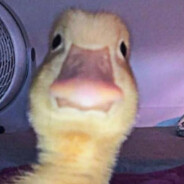 Pato Patetico