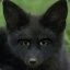 Blackfox