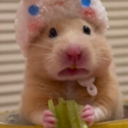 哈哈哈香菜王后