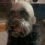 THE DOGFATHER