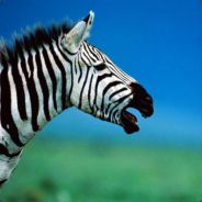 #FAPzebra - steam id 76561197962212371