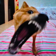 想要99999999999999个女朋友