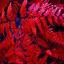 Crimson Fern