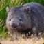 Mr. Wombat