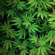 Dr.WEED - steam id 76561199490818198