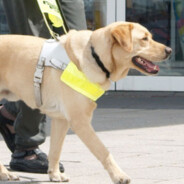 Guide Dog