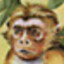 Uktabi Monkey