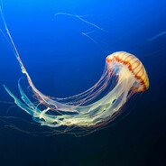 Meduzajkewow~