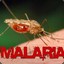 Malarian Mosquito