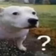S.R.D( Stupid Retarded Dog )