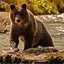 Gold Russian Bear