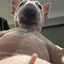SuperDOG