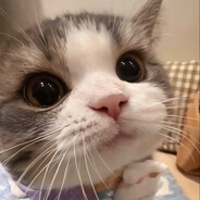 Miso