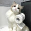 猫猫大王