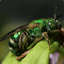 The Green Bee