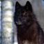 BlackWolf