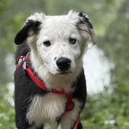 Pretty Border Collie - steam id 76561199379492422