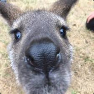 Sir Wallaby