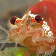 ꜱʜʀɪᴍᴘʟᴇ