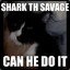 Sharky th savage