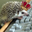 The King Of Hedgehogs