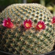 Cactus