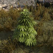beamed_by_weed