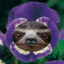 SlothMcPansy