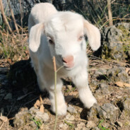 云边有个小卖部