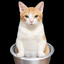 miiircat.dev