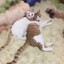 毛毛安安的胖头鱼
