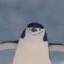 autisticpenguin