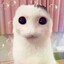 kitty witty boo boo bear