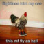Flightless