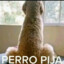 Perro Pija